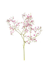 Obraz na płótnie Canvas Twig of flower plant isolated on white background