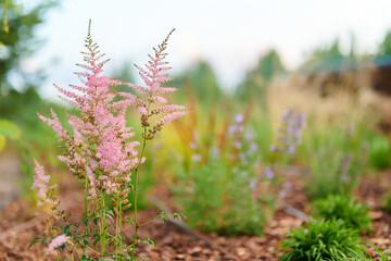 Pink astilba in the garden. Astilbe, Saxifragaceae: astilba grows in summer