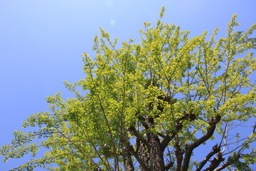 イチョウと青空