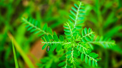 Medicinal plants that are found in nature 2