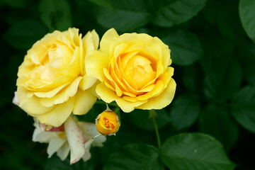 natural blooming two yellow roses and one Bud