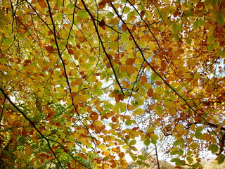 autumn beech tree leaves seen from below