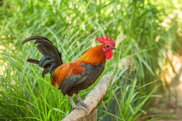 Farm animals: rooster outside. Organic farm, bio farming. Close-up of a rooster smashed on the fence