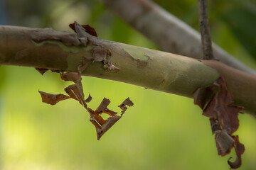 The guava tree trunk peels off constantly