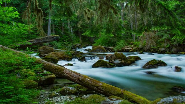 stream in the forest in the pacific northwest