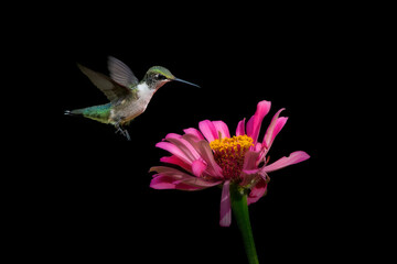 Fototapeta na wymiar hummingbird in flight on flower