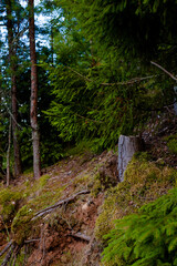 path in the forest