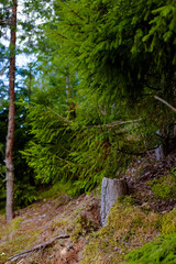 forest in the forest