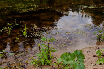 green grass and water