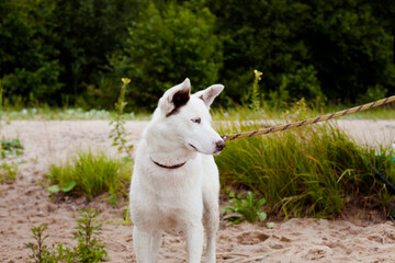 white dog on the beach