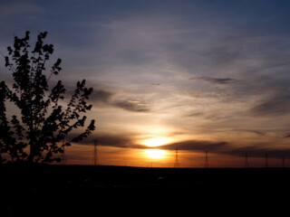 sunset over a tree