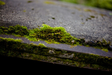 green moss on the cement stone, old steel