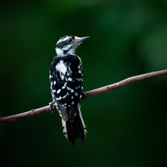 woodpecker