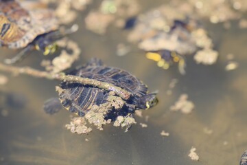 Tortoise turtle in water
