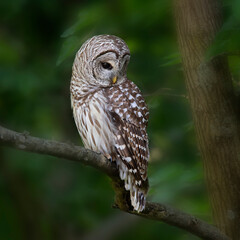 owl looking down with smooth background
