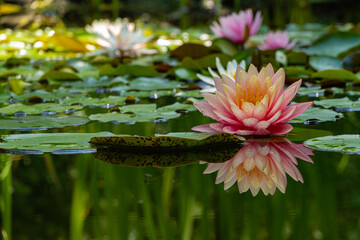 Magic big bright pink water lily or lotus flower Perry's Orange Sunset in pond. Nymphaea reflected in water. Flower landscape for nature wallpaper. Atmosphere of calm relaxation, happiness and love.