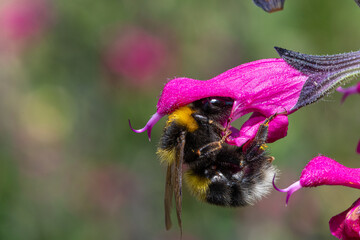 Macro shot of a bee pollinating a pink salvia flower