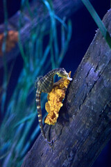 Seahorse on a log at the bottom of the sea