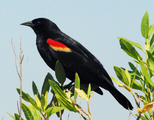 BIRDS- Close Up Portrait of a Red-winged Blackbird