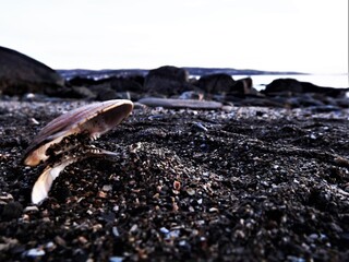 Shell buried in sand