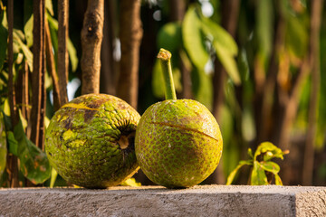 a pair of freshly picked Jamaican breadfruit sit side by side on a block of cement one golden sunny afternoon 