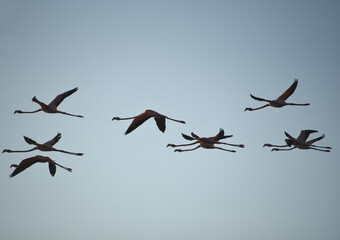 BIRDS- Bahamas- Close Up Silhouette of Flying Flamingos