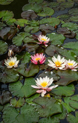 Pink and white water lilies or lotus flowers Marliacea Rosea in beautiful garden pond after rain. Lyrical motive for design. Space for text