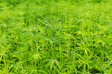 Background of cannabis leaves. Growing cannabis outdoors. A large amount of marijuana