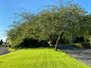 Old tree, in a lawn setting, with a vivid blue sky, in a public park in, Bradford, Yorkshire, UK