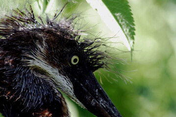 BIRDS- Macro of a Baby Tri-Colored Heron Face