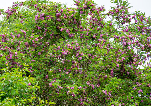 Pink acacia flowers Robinia pseudoacacia or Robinia Viscosa. Big Acacia tree bloom with purple flowers.