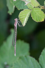 dragonfly on a leaf