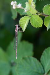 dragonfly on a leaf