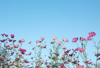 コスモスの花