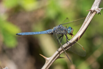 dragonfly on a branch
