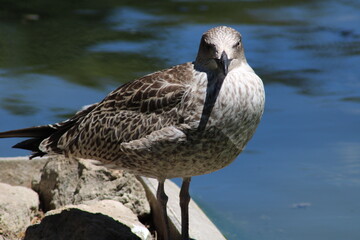 seagull on the water