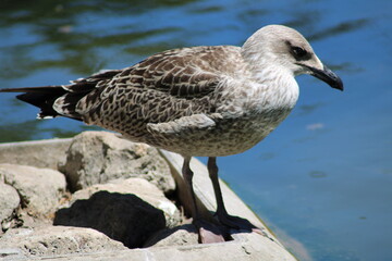 seagull on the beach
