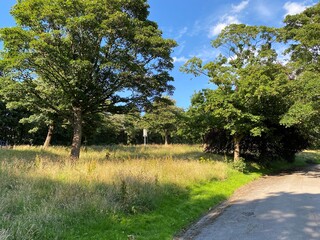 Old trees, and long grasses, near the roadside, on a sunny day in, Bradford, Yorkshire, UK