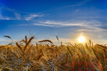 ripe wheat ears in evening on the field at sun, clouds and blue sky, lens flare