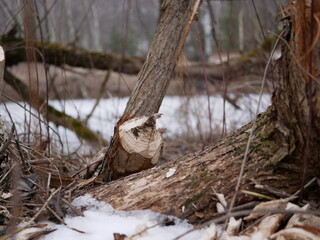 The trunk of a deciduous tree with the bark eaten away and the marks of sharp beaver teeth on a cloudy winter day near the river in the forest.