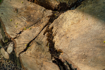 Rustic dark weathered wooden texture. Wooden background. Concentric circles of the structure of the felling old tree.