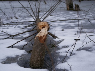 The trunk of a deciduous tree with the bark eaten away and the marks of sharp beaver teeth on a cloudy winter day near the river in the forest.
