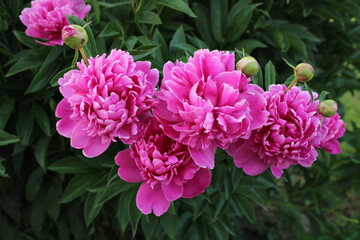 Peonies 