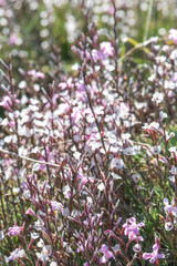 Obraz premium pink and white flowers
