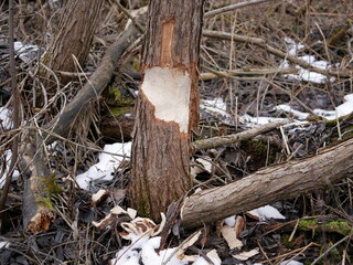 Obraz premium The trunk of a deciduous tree with the bark eaten away and the marks of sharp beaver teeth on a cloudy winter day near the river in the forest.