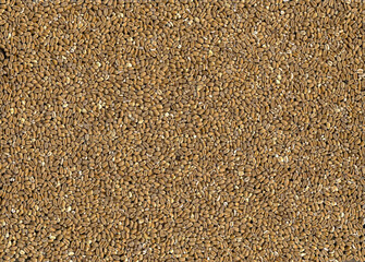 The ripe grain background. Top view.