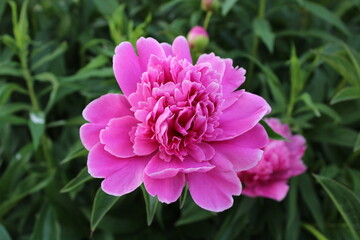 Peony