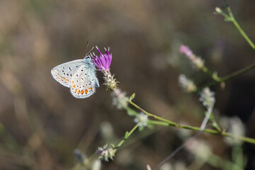 butterfly on a flower