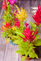 Colorful cockscomb flower plant garden on a wooden plank board close up still