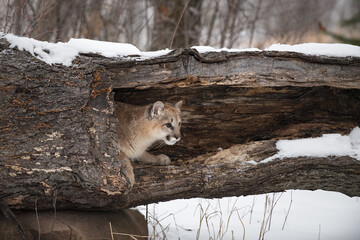 Female Cougar (Puma concolor) Lies Head Out of Log Winter